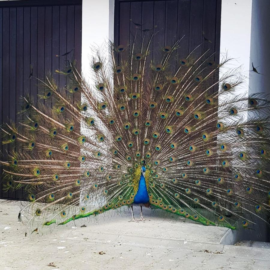 Peacock Lodge Wain 外观 照片